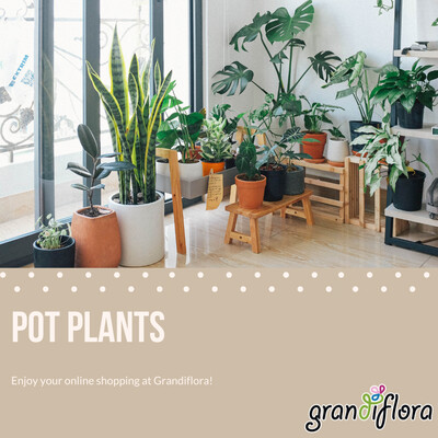 Pot plants