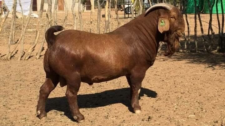 Natural Breed Khalari Goat
