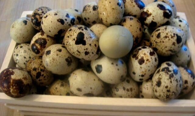Oeufs de caille