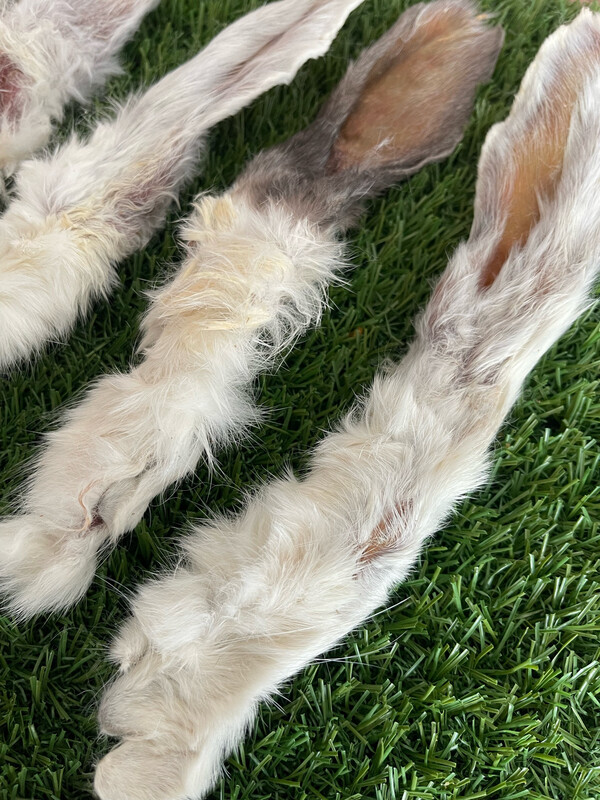Rabbits Ears 6pcs