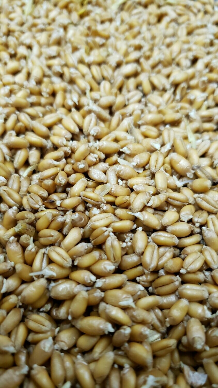 Wheat malt 50lb