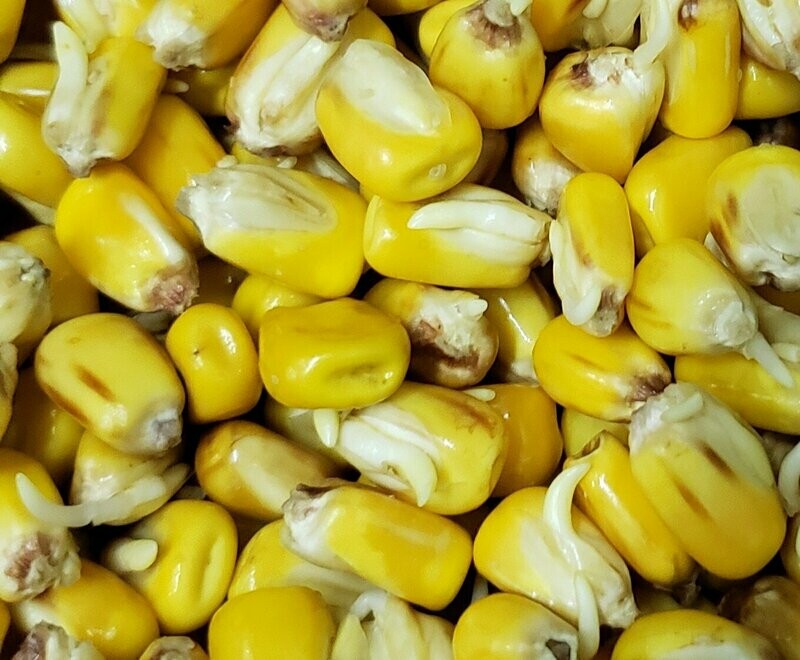 Corn malt 50lb