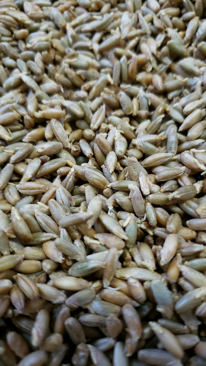 Rye malt 50lb