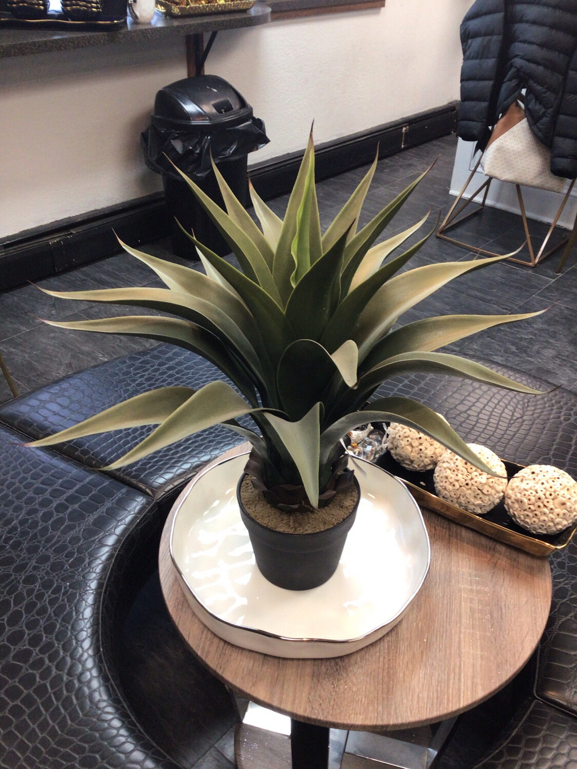 Potted Vickerman Plant