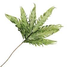 Flower Stem