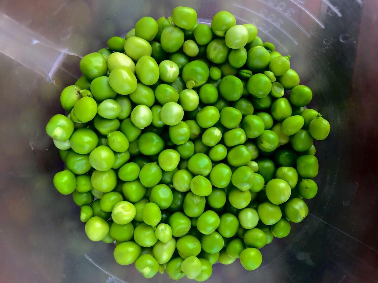 Pea4Mii Vegan Pea Protein  Juicing /Smoothie  Powder Ⓥ