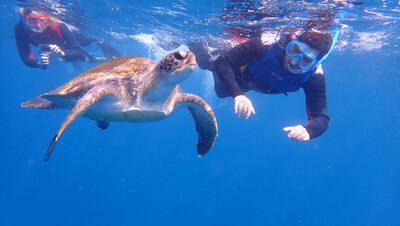 Snorkeling with Turtles By Kayaks