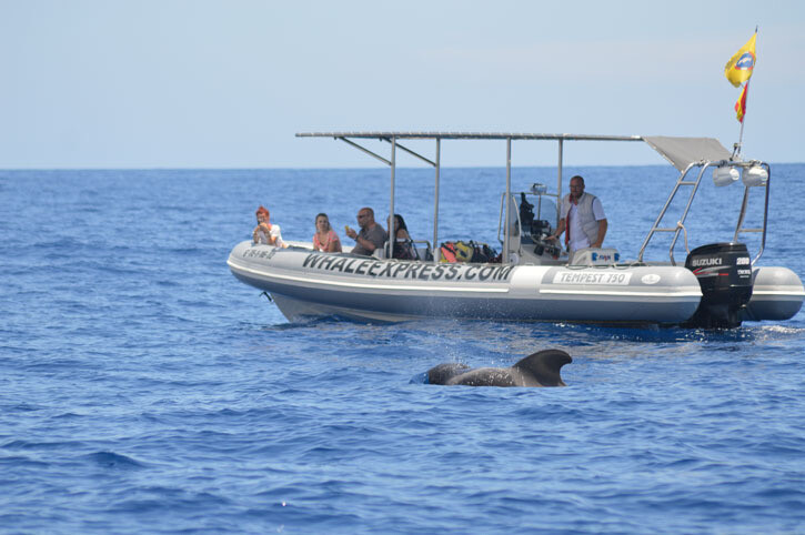 Whale Express