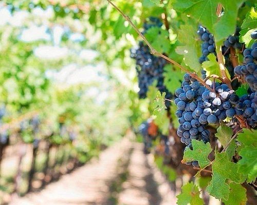 Wine & Flavours Tour