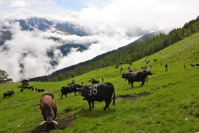 Fromage d&#39;Alpage Bavon