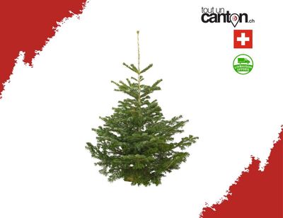 Sapin Suisse Nordmann 120-150cm Sapin Suisse Nordmann 120-150cm