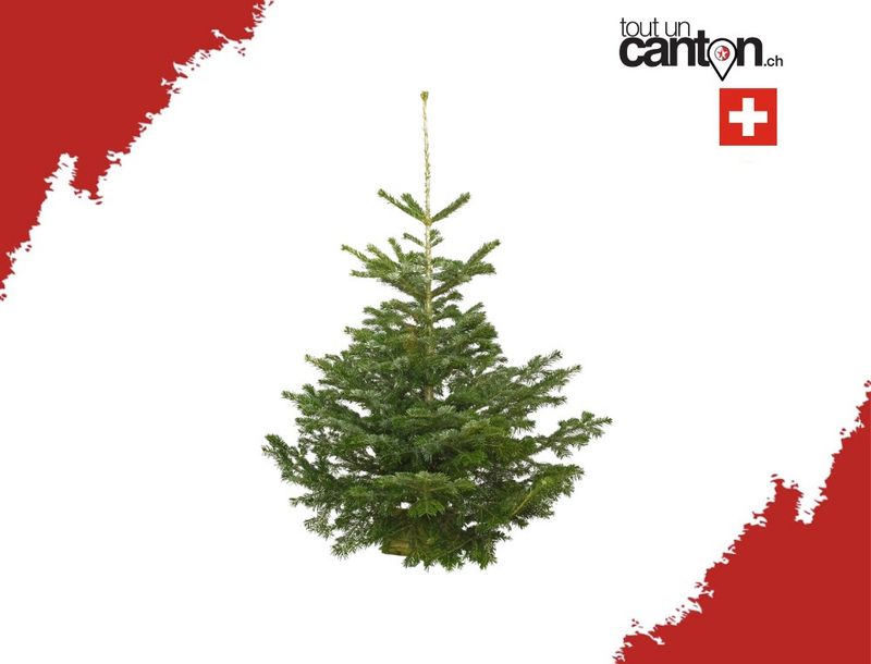 Sapin Suisse Nordmann 120-150cm Sapin Suisse Nordmann 120-150cm