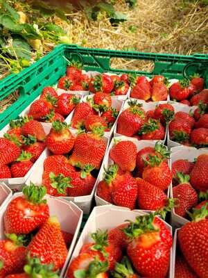 Box de Fraises du Valais 1500g - Vouillamoz Fruits