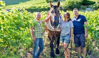 6 X Assemblage rouge La Gouintze 75cl - Domaine Dussex