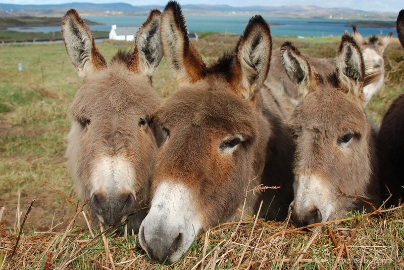 Donkeys
