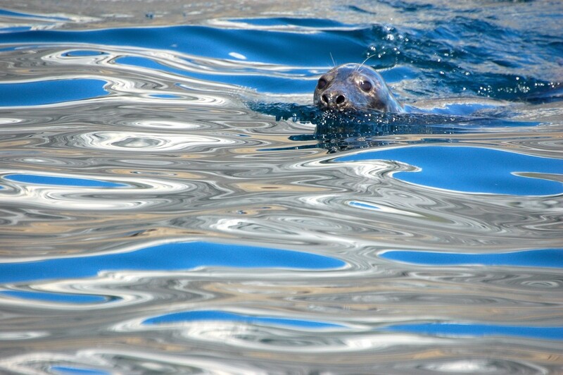 Seal