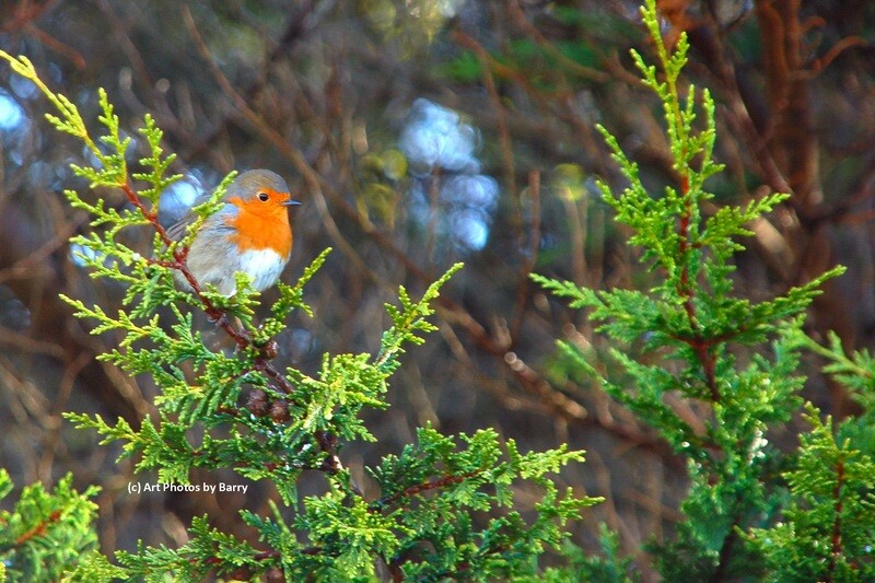 Robin at Coosheen, Schull