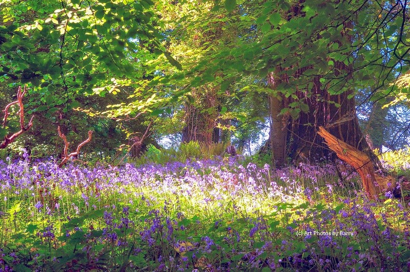 Bluebells and reflections at Mucross, Killarney