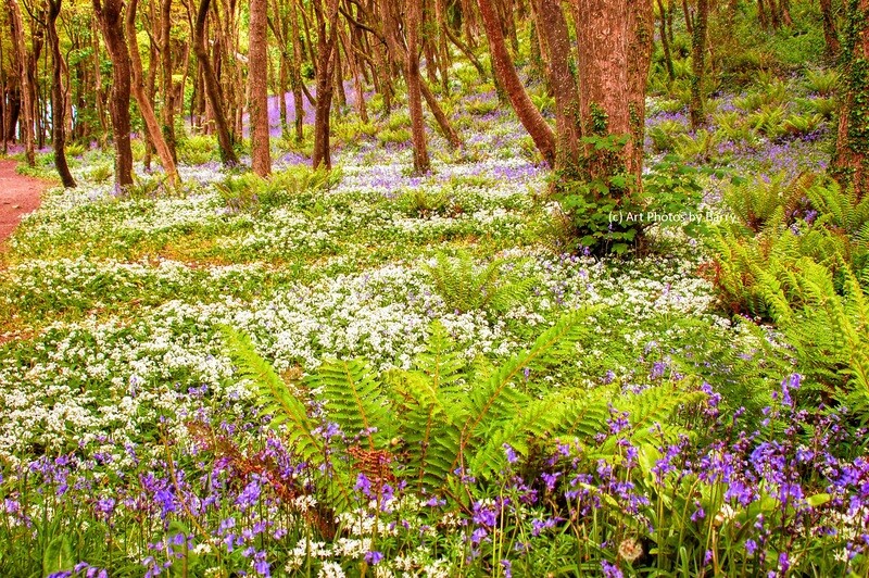 Bluebells at Courtmacsherry.  Co. Cork