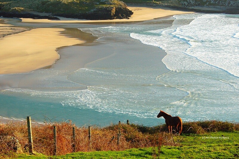 Horse looking over Barley Cove.  Co. Cork