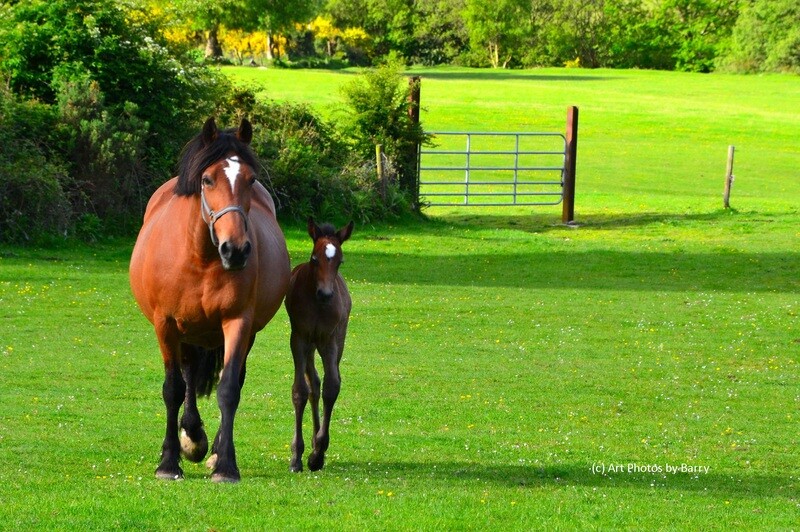 Mare and foal.  Co. KIlkenny