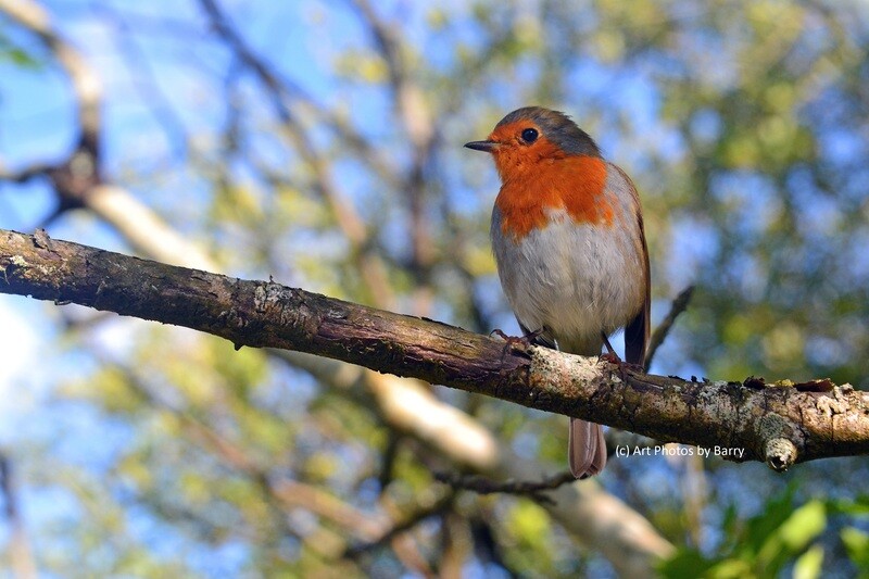 Robin at National Heritage Park.. Co. Wexford