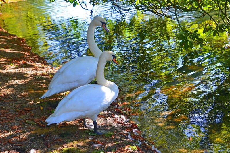 Two swans at Johnstown Castle.  Co. Wexford
