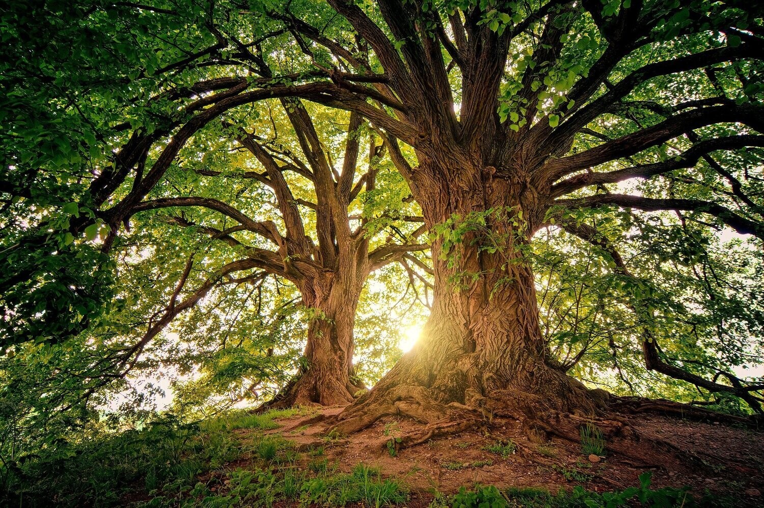 Ancestors Books 