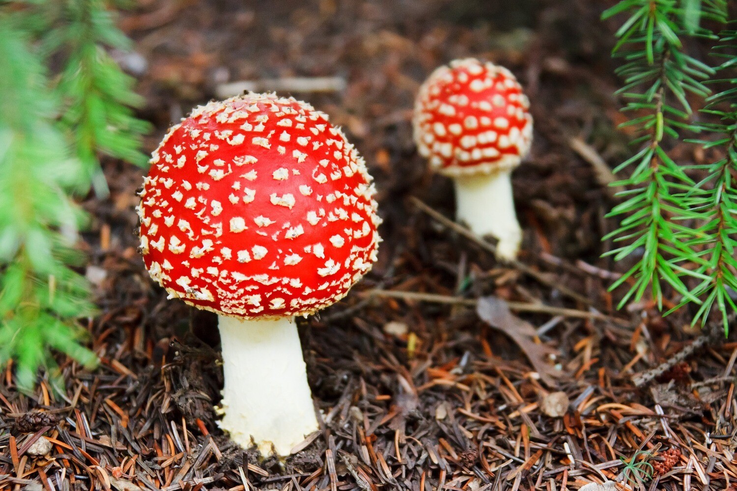 Mushroom Books