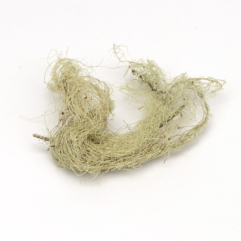Usnea Lichen WC (SW)
