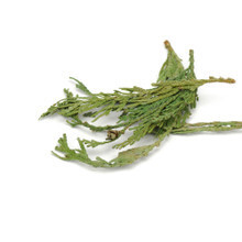Cedarwood Tips (SW)
