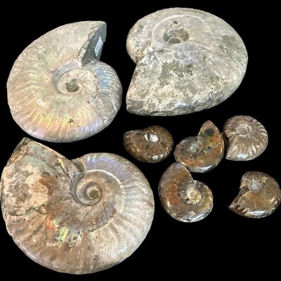 Ammonite