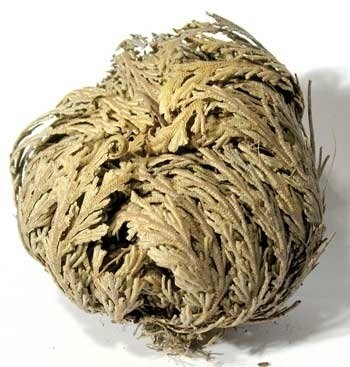 Rose of Jericho Flower - Single Flower
