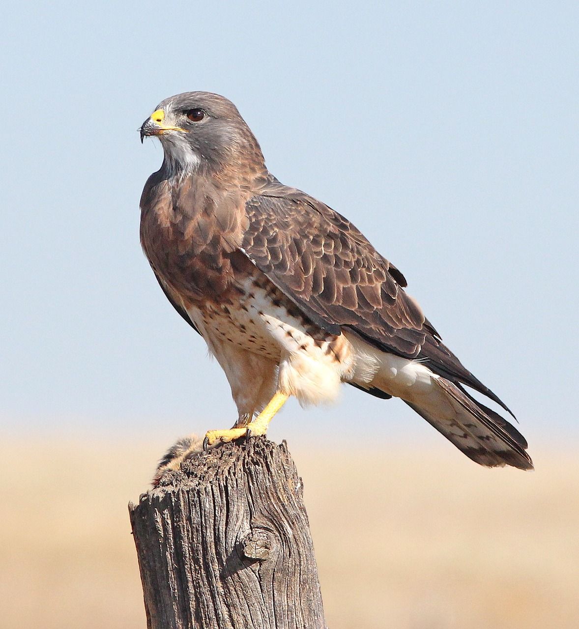 Bird Divination &amp; Spirituality Books