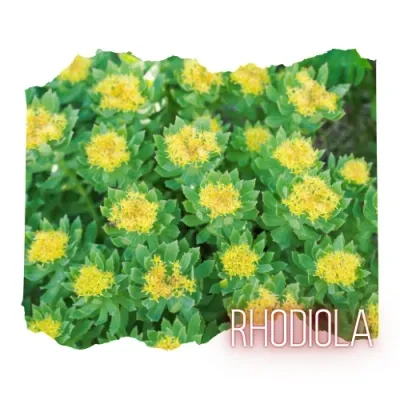 Rhodiola 1oz Pouch - Simply Honest