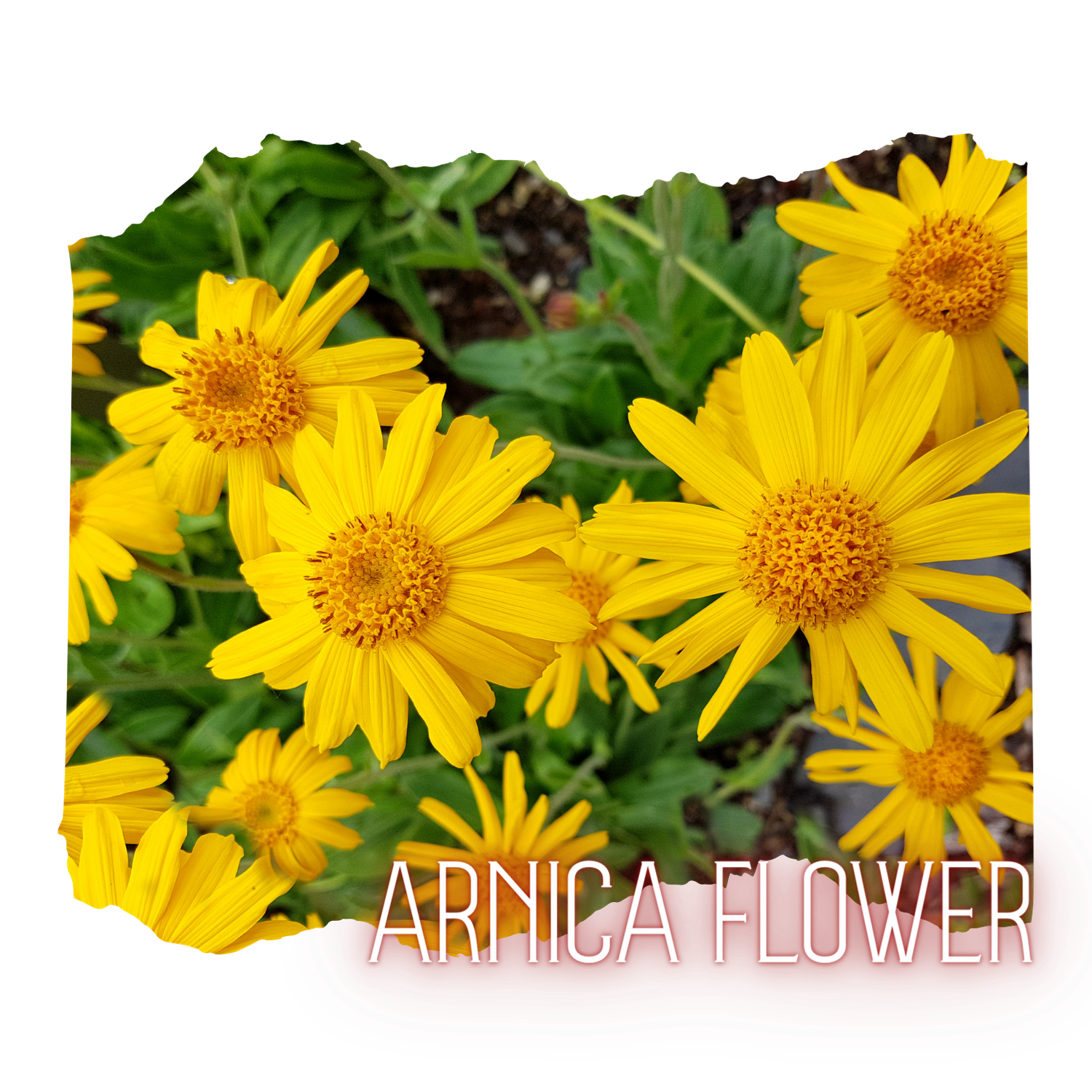 Arnica Flowers 1oz Pouch - Simply Honest