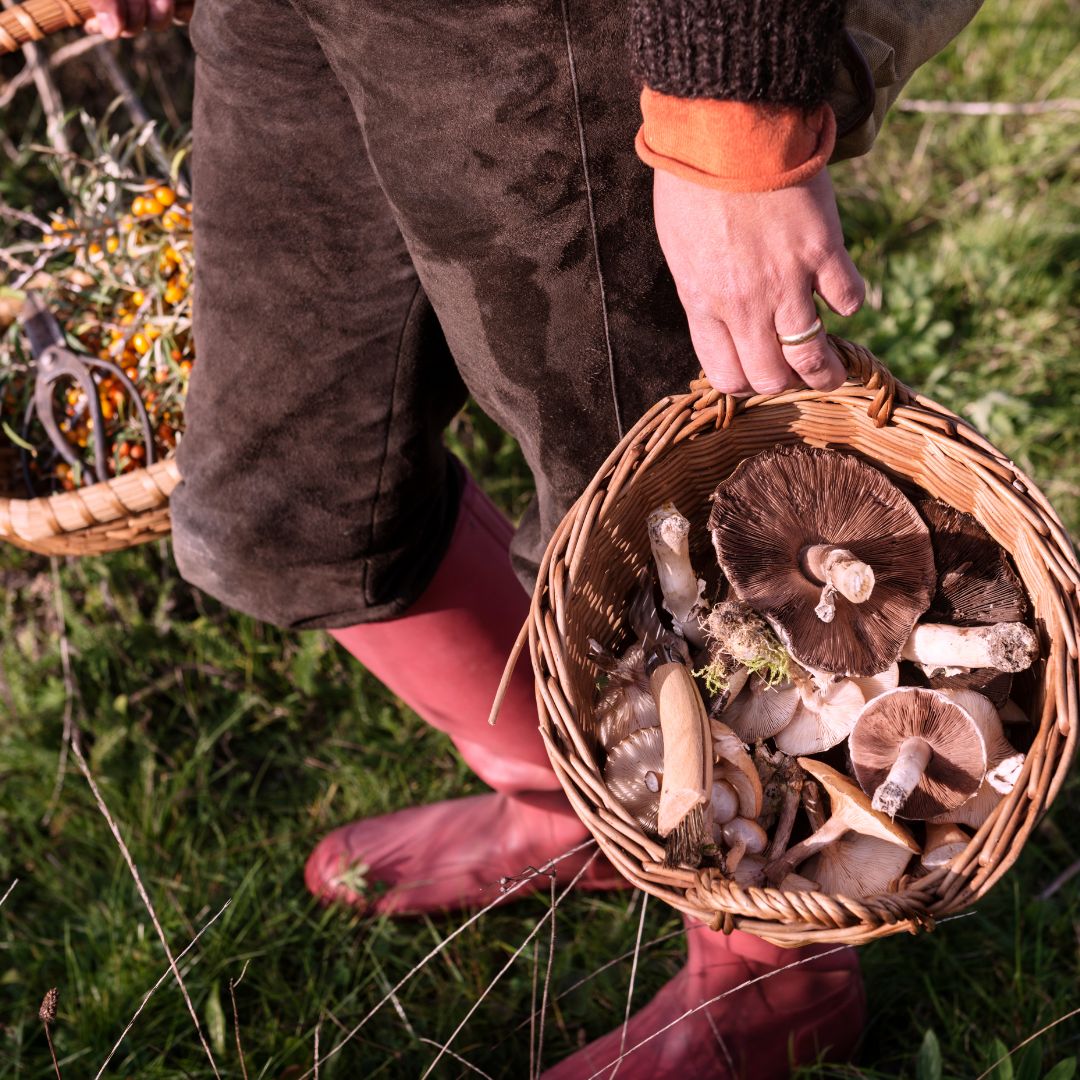 Foraging &amp; Wild Foods Books