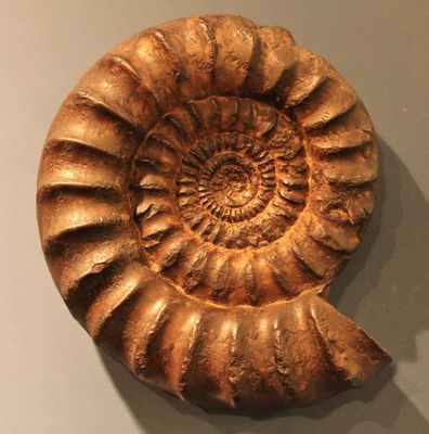 Fossils and Fossilized Stones
