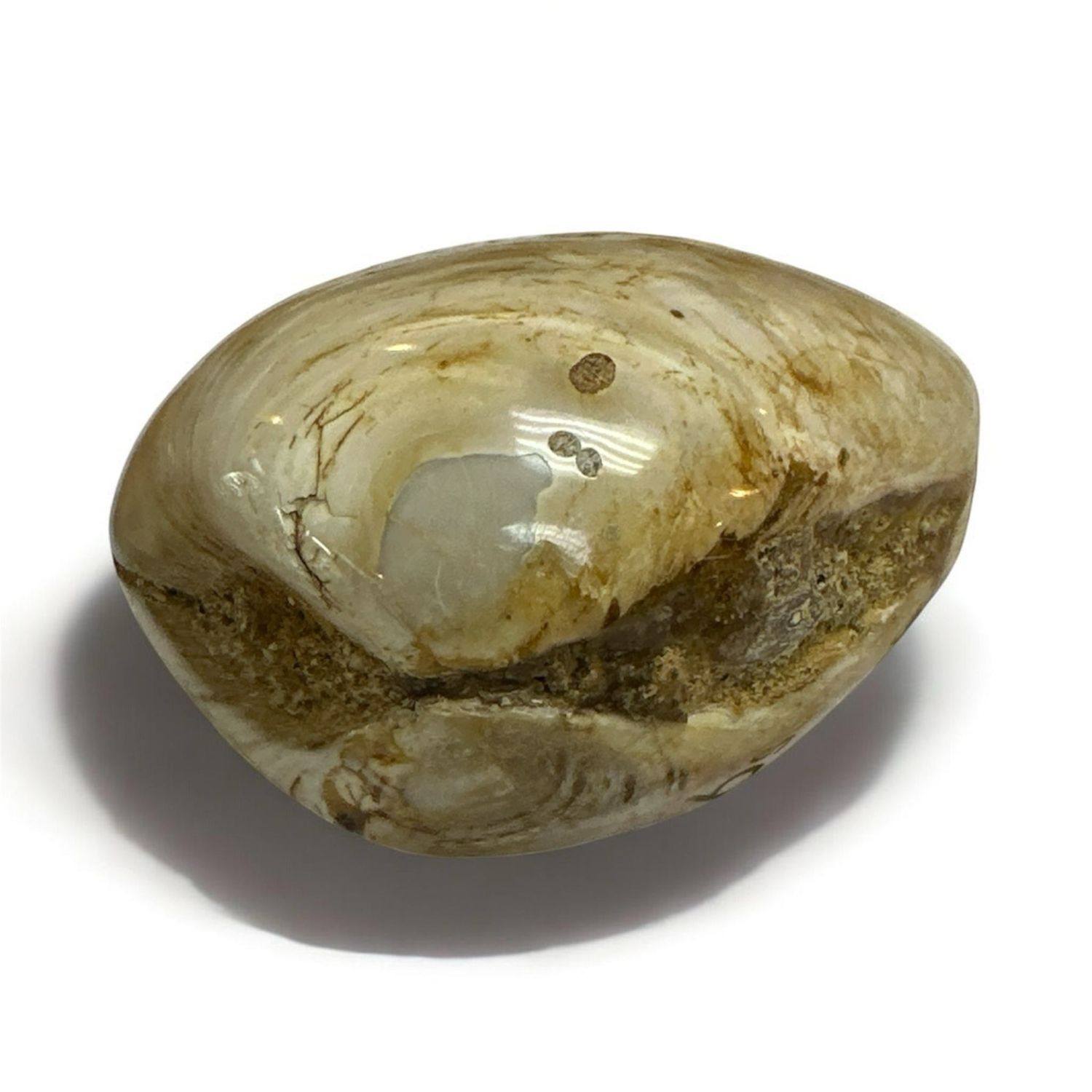 Fossilized Clam