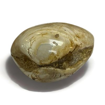 Fossilized Clam