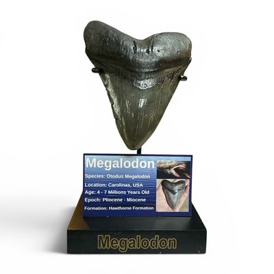 Megalodon Teeth