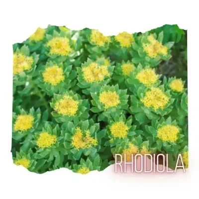 Rhodiola 1oz Pouch - Simply Honest