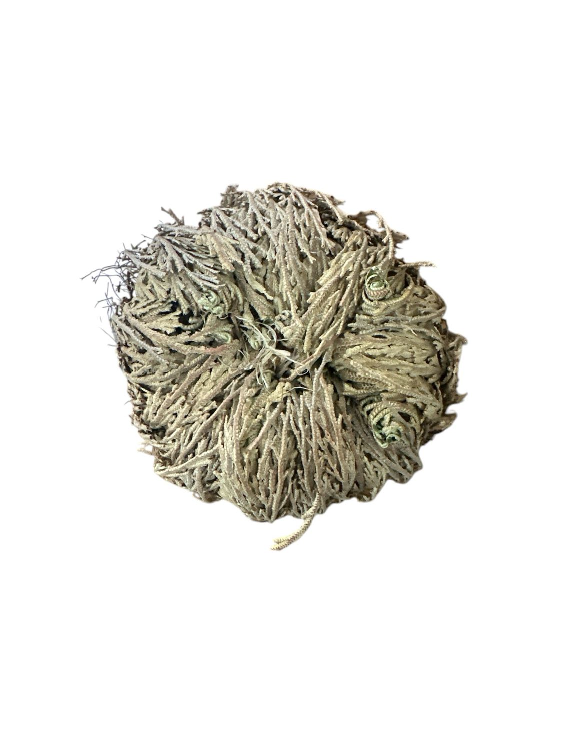 Rose of Jericho - Assorted Sizes