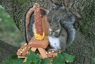 Squirrel's Gotta Eat Picnic Table! Squirrel's Gotta Eat Picnic Table!