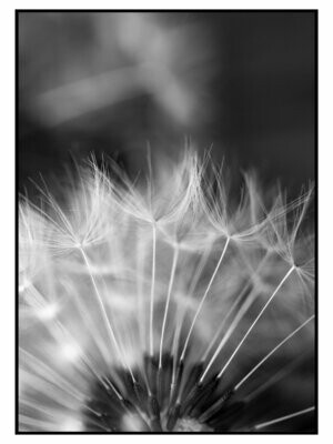 Poster | Pusteblume Monochrom | Black & White | verschiedene Größen