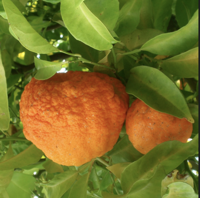 Oranges amères Oranges amères