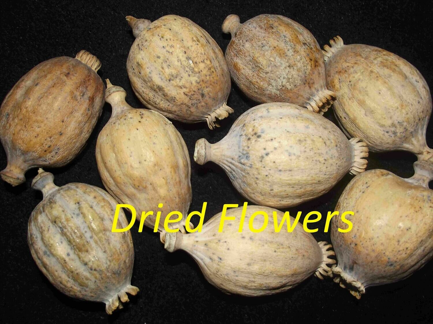 8.4kg ( 18.5lb )  -  Dried Decorative bulbs