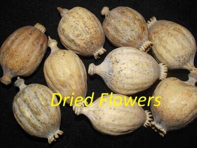 Dried decorative bulbs