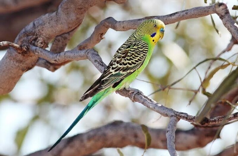 Badri bird