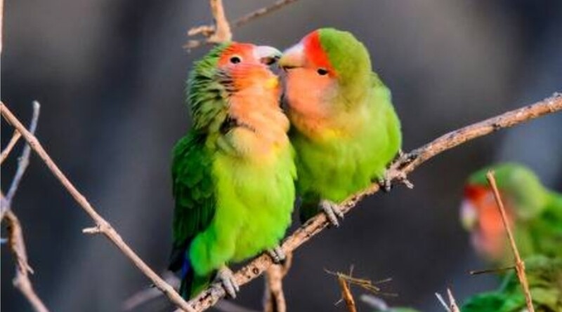 Rosy love birds